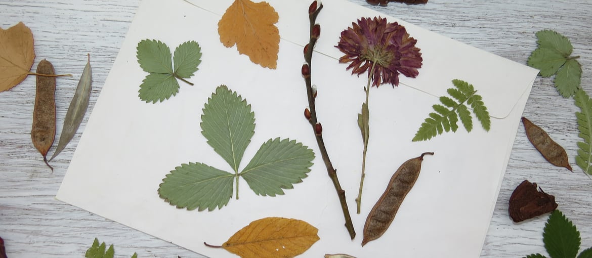 L’herbier, la bible des plantes