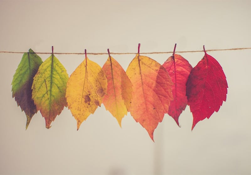Guide des palettes de couleurs d’automne