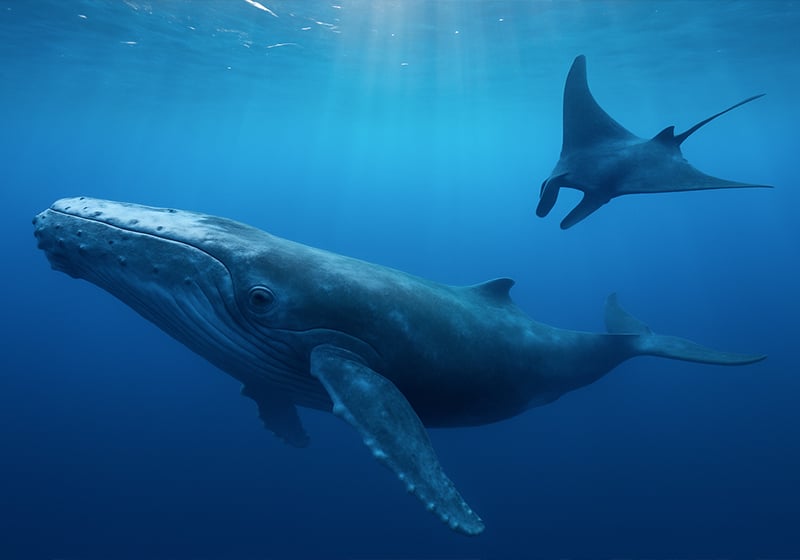 #Powercolours : la couleur bleue